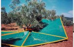 raccolta olive carpino